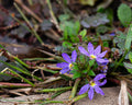 Wildflowers After Rain
