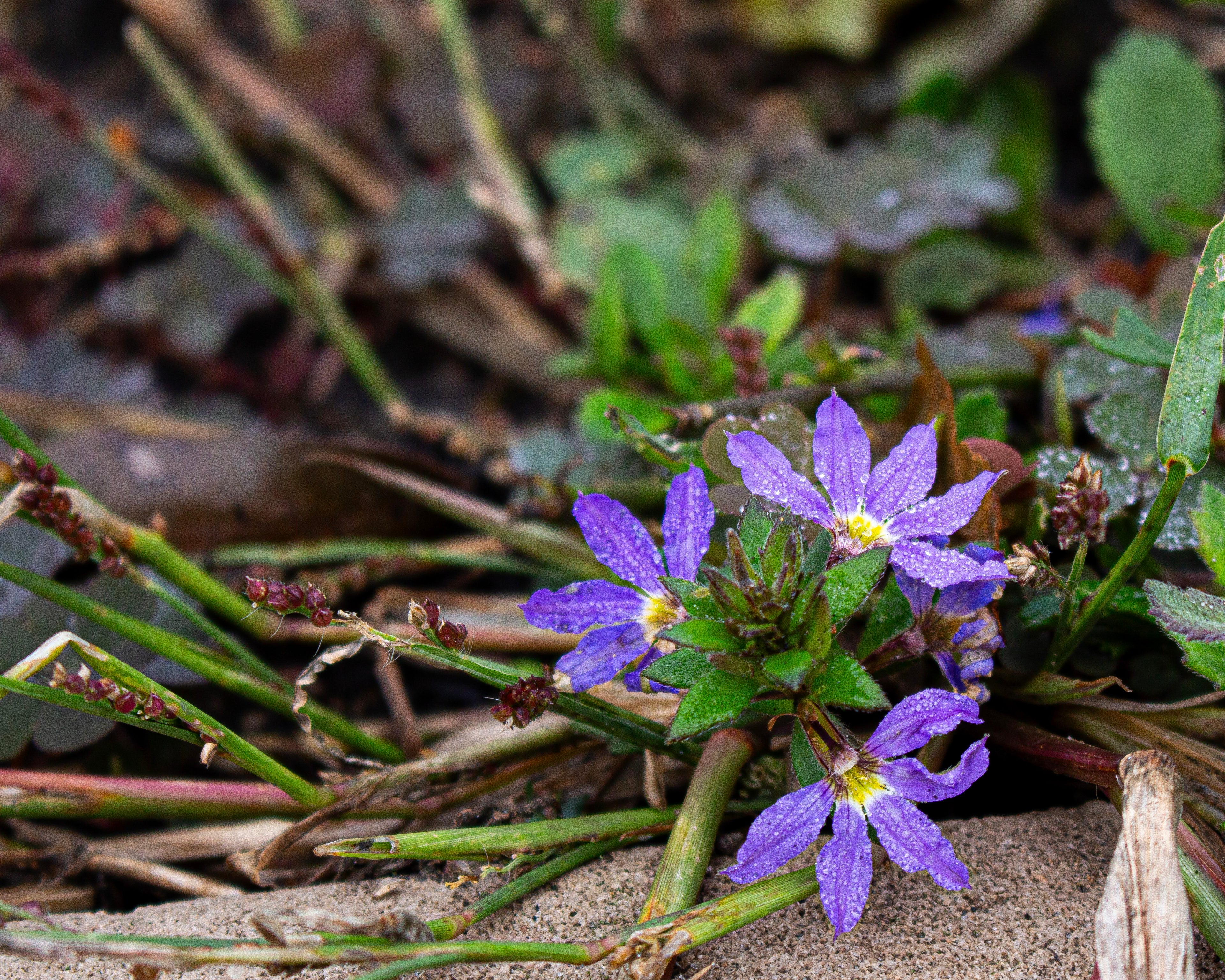 Wildflowers After Rain