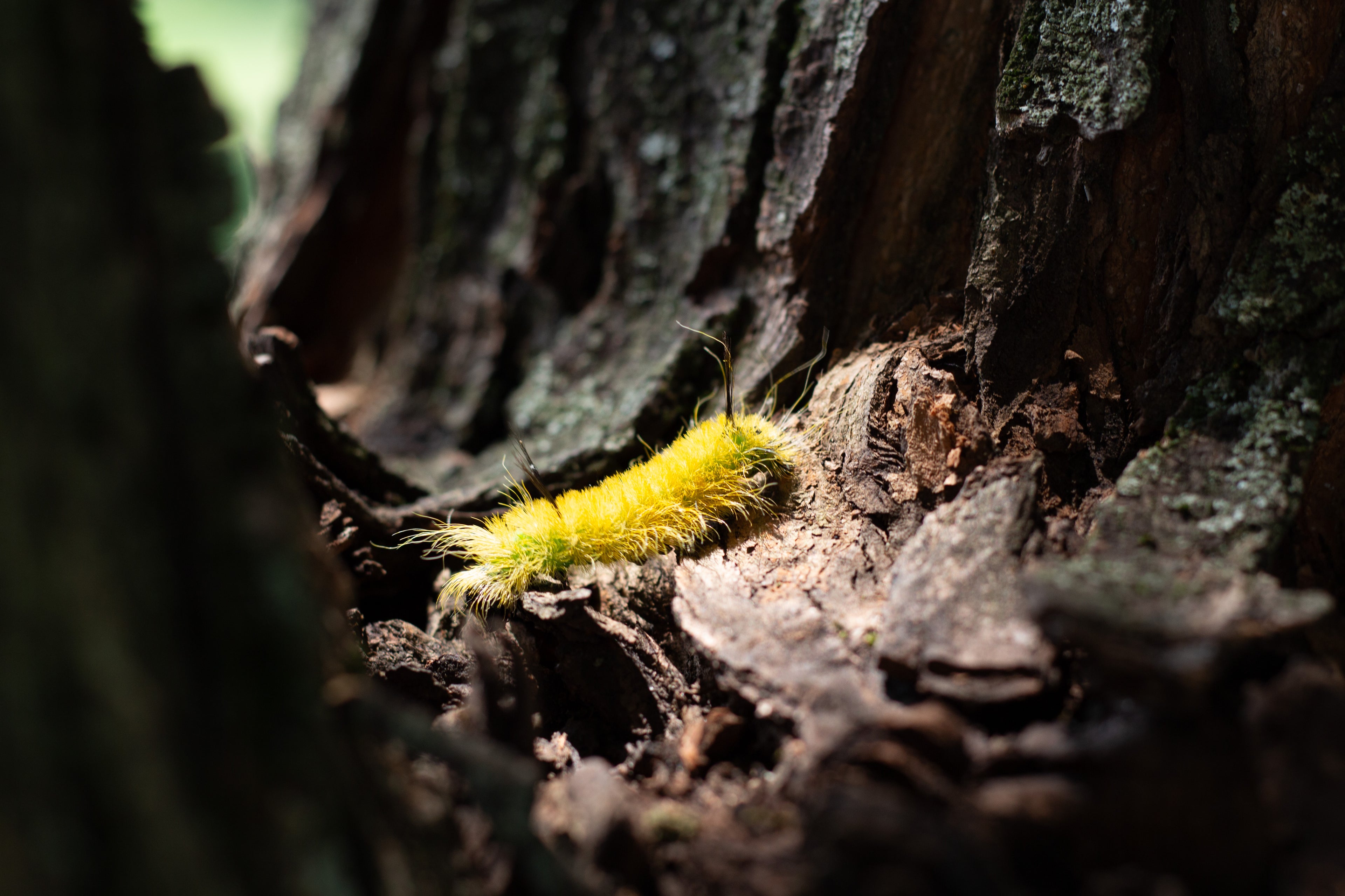 Yellow Caterpillar on Bark