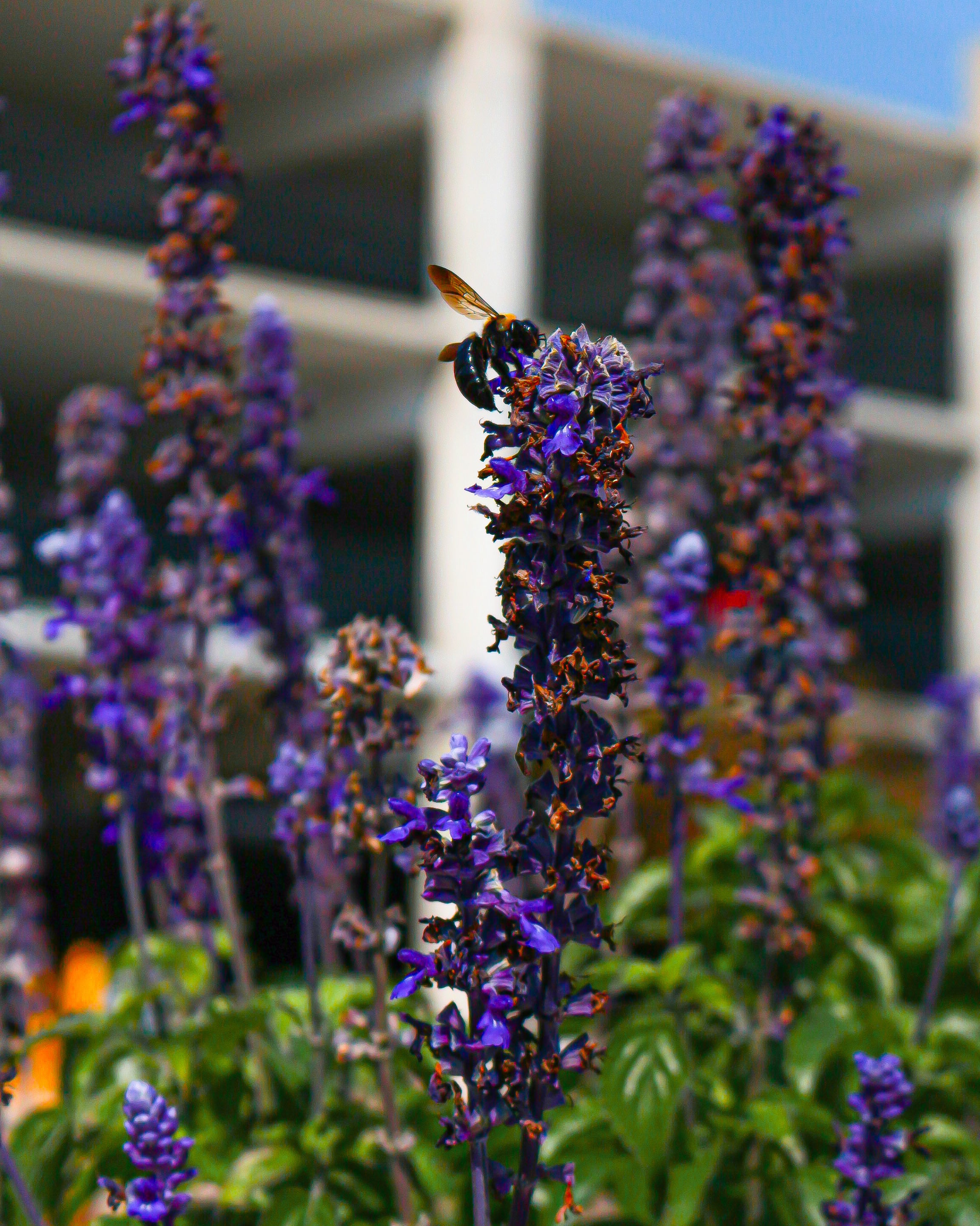 Purple Salvia & Carpenter Bee